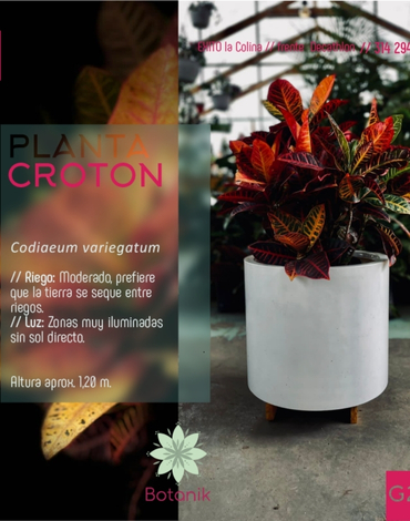 plantas en cajica